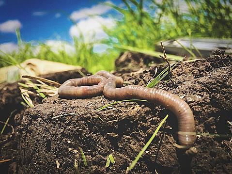 Invasive jumping worm